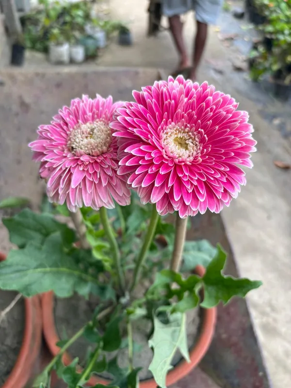 Jarbera_Pink_Haze