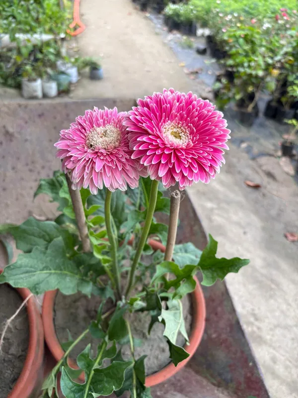 Jarbera_Pink_Haze