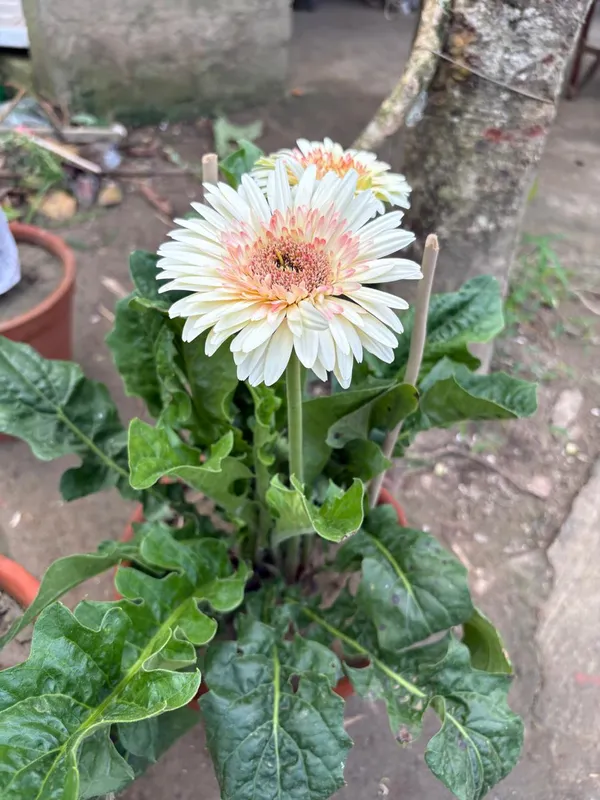 Jarbera_white_and_pink_mix_colour_live_Plant_