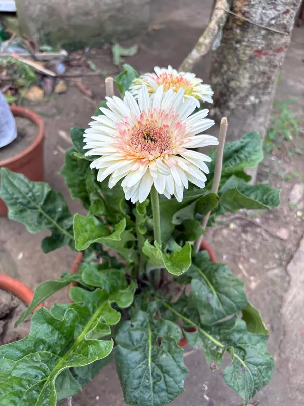 Jarbera_white_and_pink_mix_colour_live_Plant_