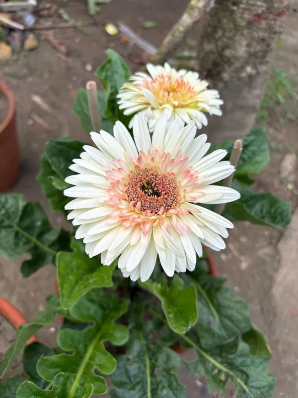Jarbera_white_and_pink_mix_colour_live_Plant_