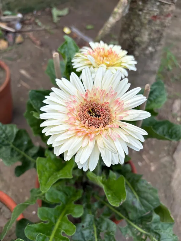 Jarbera_white_and_pink_mix_colour_live_Plant_