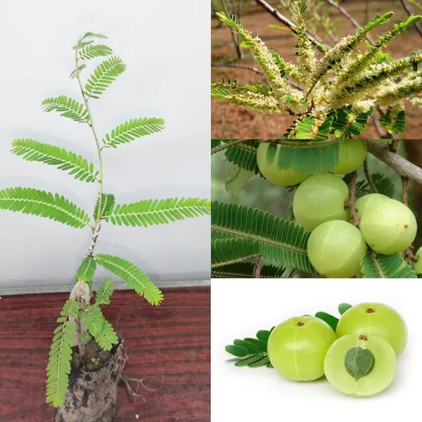 Green_Amla_Thai_|_Grafted_And_Hybrid_Plant