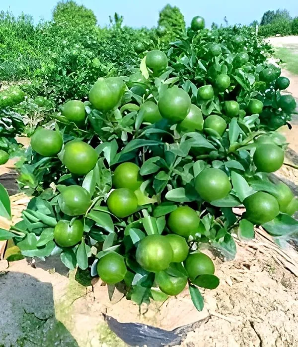 Malta_Bari_2_Plant_|_Grafted_And_Hybrid_Plants
