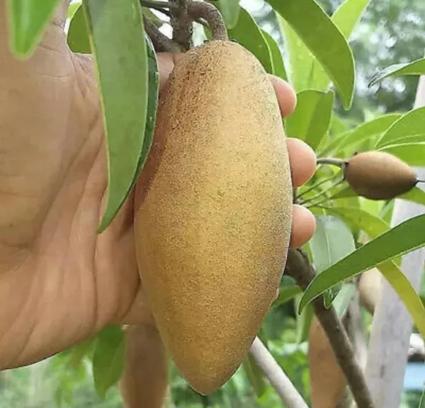 Thai_Lancha_chiku_|_Grafted_And_Hybrid_Plant_|_20_Cm