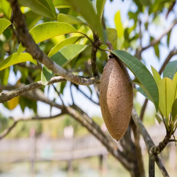 Thai_Lancha_chiku_|_Grafted_And_Hybrid_Plant_|_20_Cm