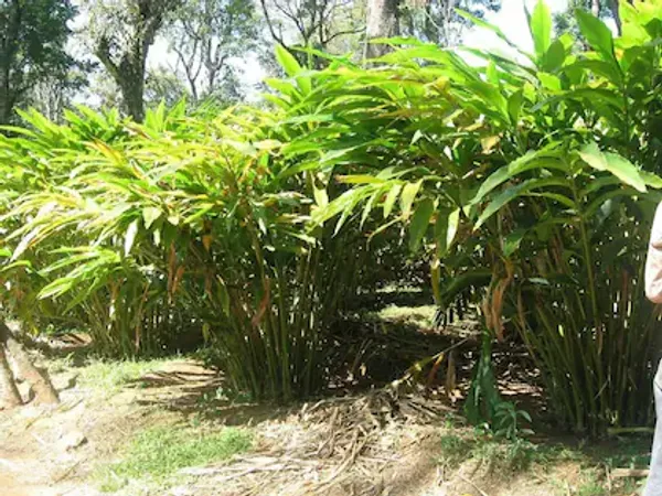 Elaichi_Plant_Indian_|_Grafted_And_Hybrid_Plants