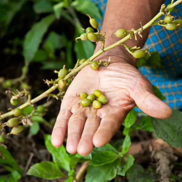 Elaichi_Plant_Indian_|_Grafted_And_Hybrid_Plants