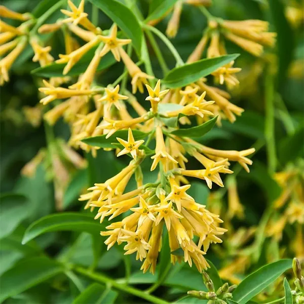 Raat_Ka_Raja(Yellow)Live_Plant