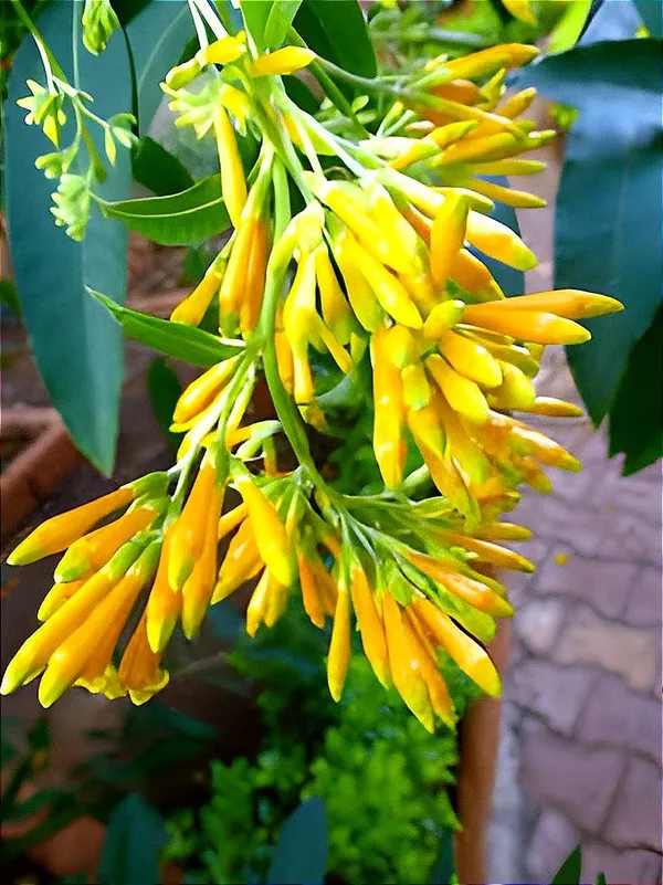 Raat_Ka_Raja(Yellow)Live_Plant