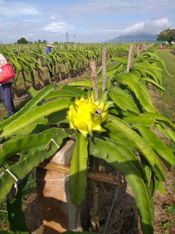 Yellow_Dragon_Plant_|_Grafted_And_Hybrid_Plants