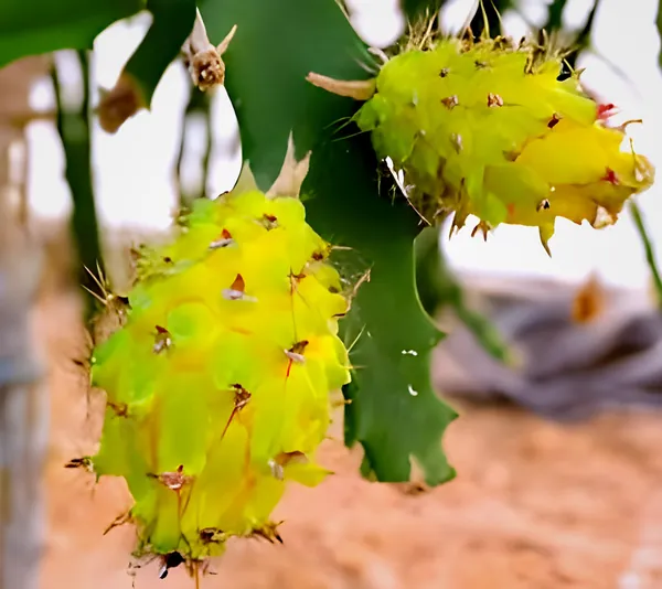 Yellow_Dragon_Plant_|_Grafted_And_Hybrid_Plants