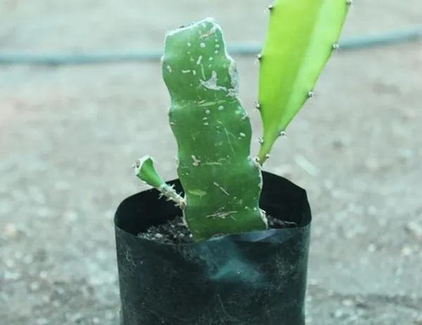 Yellow_Dragon_Plant_|_Grafted_And_Hybrid_Plants