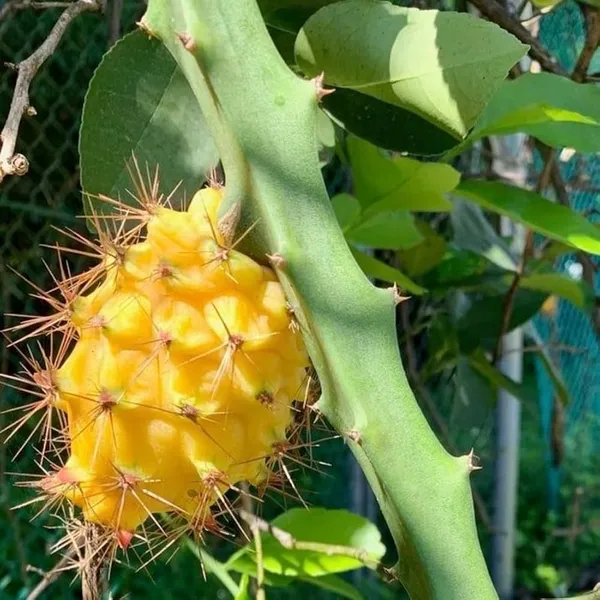 Yellow_Dragon_Plant_|_Grafted_And_Hybrid_Plants