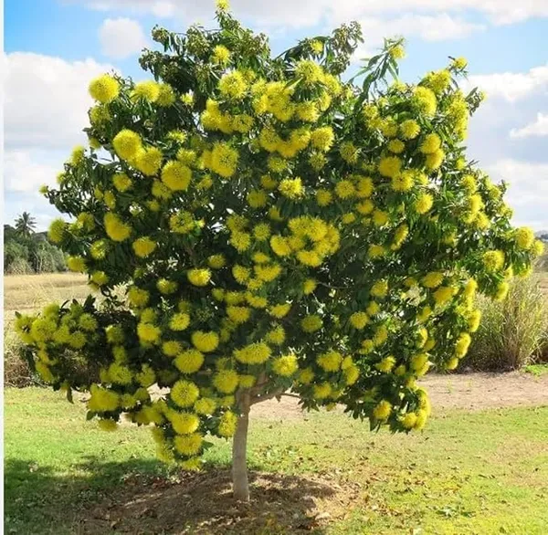 First_Love_Xanthostemon_Chrysanthus_Yellow_Plant