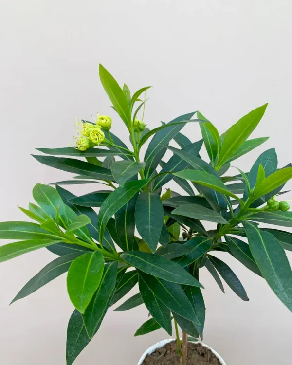 First_Love_Xanthostemon_Chrysanthus_Yellow_Plant