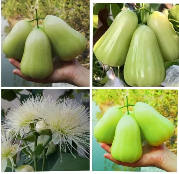 Thai_Green_Water_Apple_|_Grafted_And_Hybrid_Plants