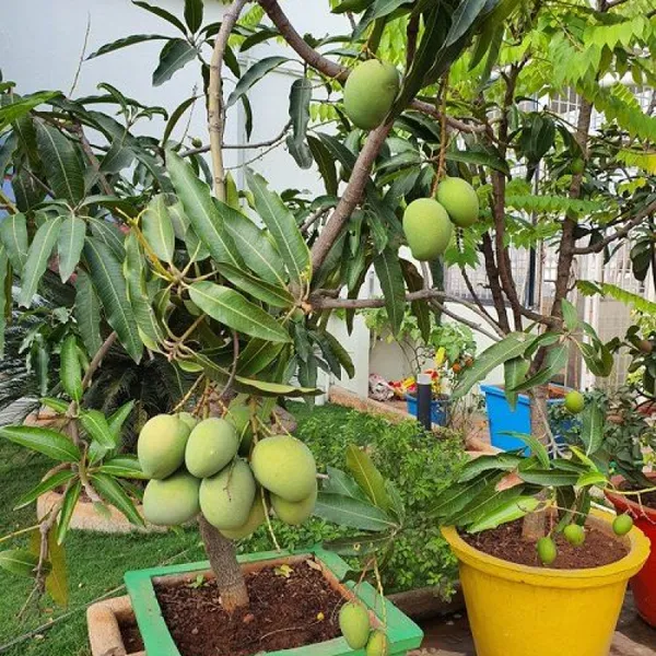 Kacha_Mitha_Mango_|_Grafted_And_Hybrid_Plants