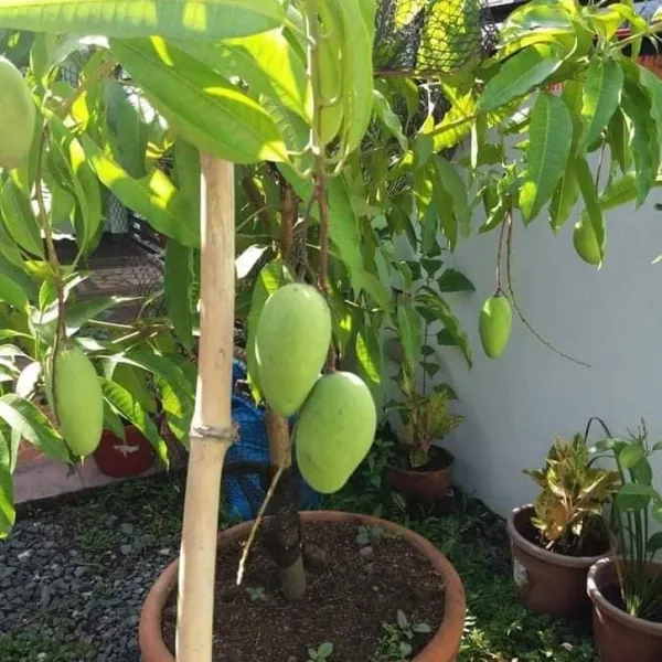 Kacha_Mitha_Mango_|_Grafted_And_Hybrid_Plants