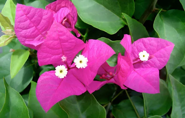 Miami_Pink_Bougainvillea_Plant