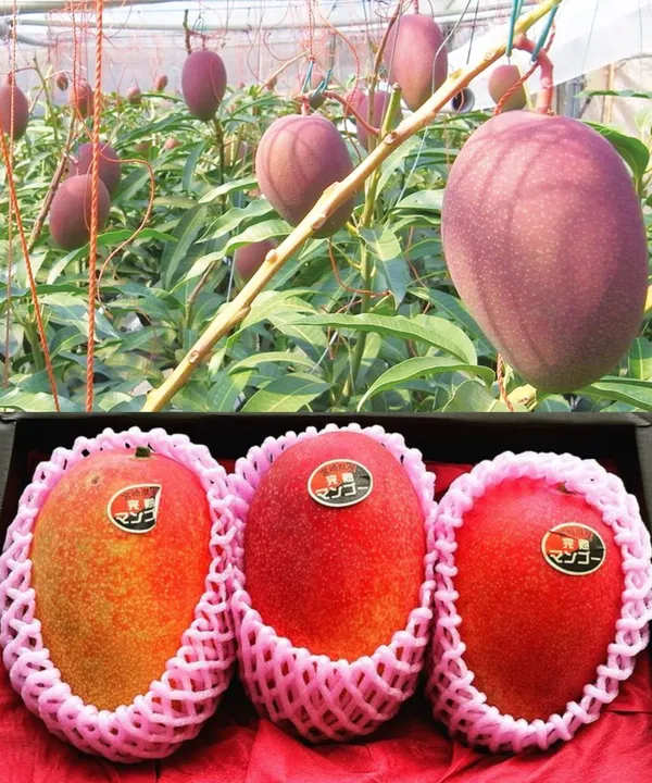 Egg_Of_Sung_Mango_Fruit_Plant