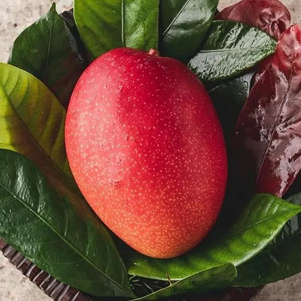 Egg_Of_Sung_Mango_Fruit_Plant