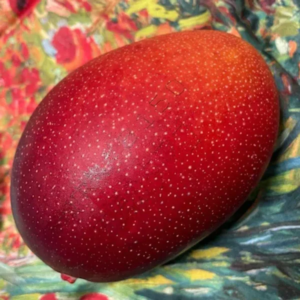 Egg_Of_Sung_Mango_Fruit_Plant