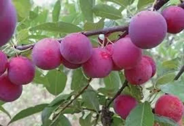 Alubukhara,Dwarf_Hot_Climate_|_Grafted_And_Hybrid_Plants
