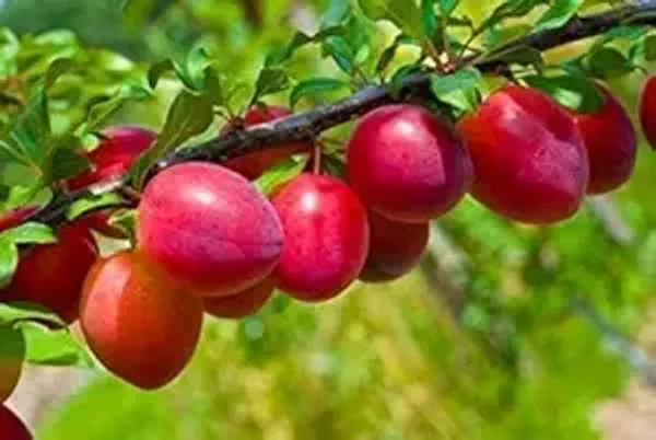 Alubukhara,Dwarf_Hot_Climate_|_Grafted_And_Hybrid_Plants