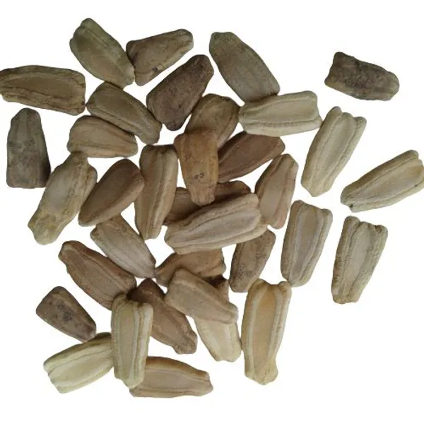 Long_Bottle_Gourd_Hybrid_seeds_50_pcs