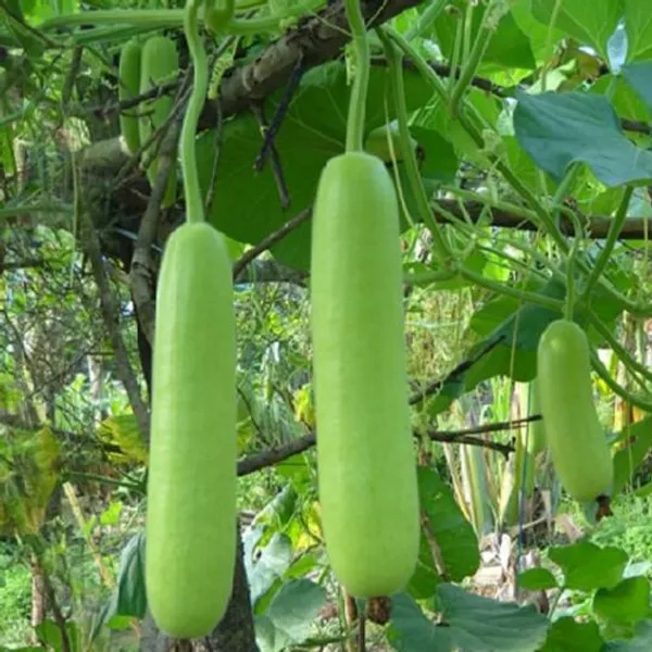 Long_Bottle_Gourd_Hybrid_seeds_50_pcs