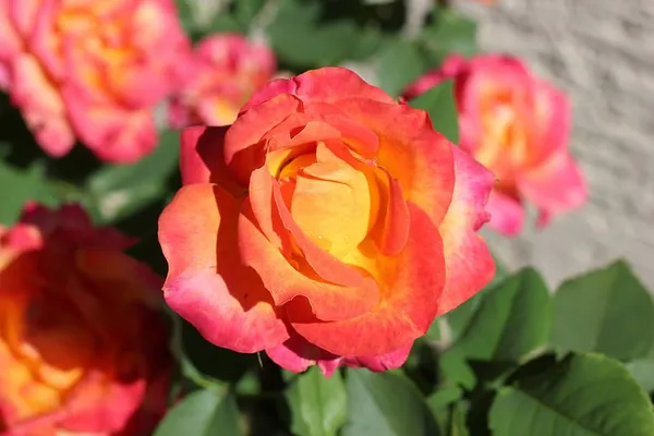 Ellinca_Roses_Natural_Flower_Plant