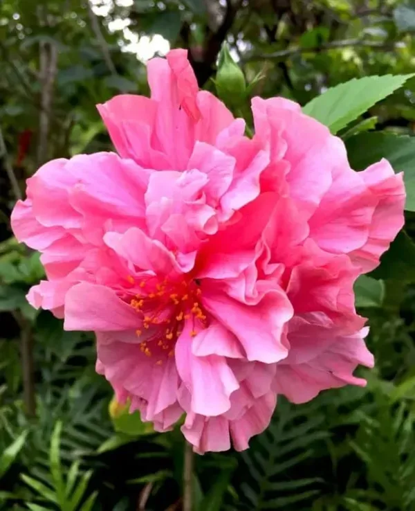 Pink_Daffodil_Hibiscus_Flower_Plant_(2_Feet_Height)