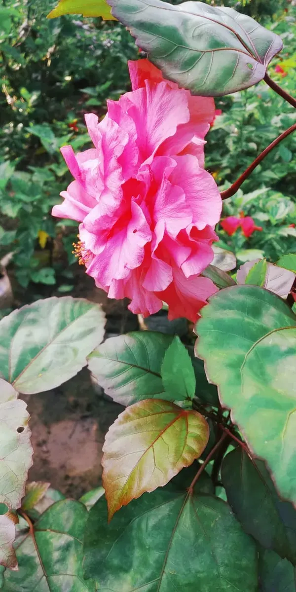 Pink_Daffodil_Hibiscus_Flower_Plant_(2_Feet_Height)