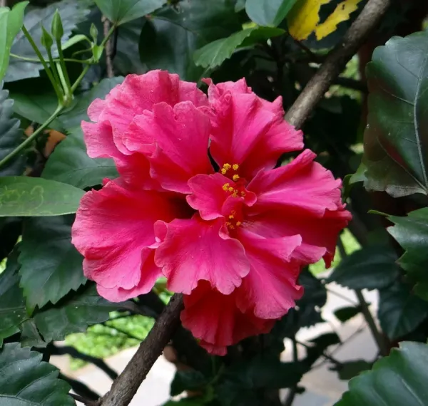 Pink_Daffodil_Hibiscus_Flower_Plant_(2_Feet_Height)
