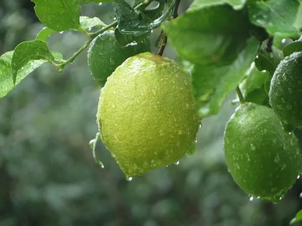 Gondhoraj_Lemon_Plant_|_Grafted_And_Hybrid_Plants_(1.5_-_2_Feet_Height)