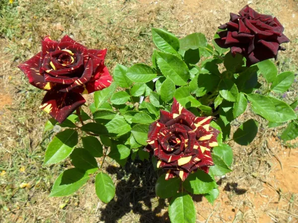 Abra_Ka_Dabra_Roses_Flower_Live_Plant