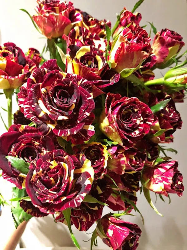 Abra_Ka_Dabra_Roses_Flower_Live_Plant