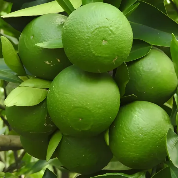 Mysorio_Malta_Plant_|_Grafted_And_Hybrid_Plants