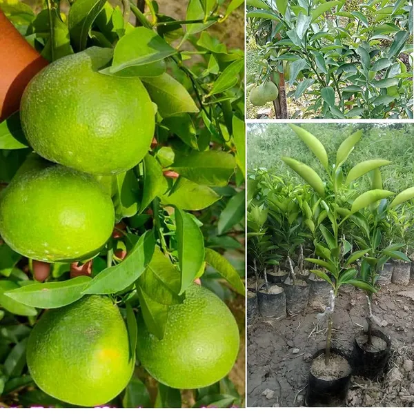 Mysorio_Malta_Plant_|_Grafted_And_Hybrid_Plants