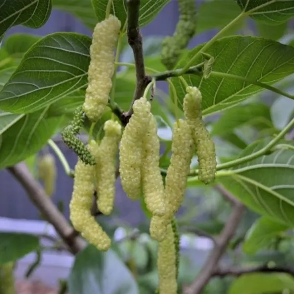 White_Long_Mulberry_|_Grafted_And_Hybrid_Plants