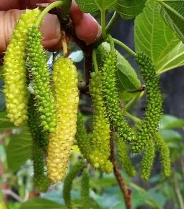 White_Long_Mulberry_|_Grafted_And_Hybrid_Plants