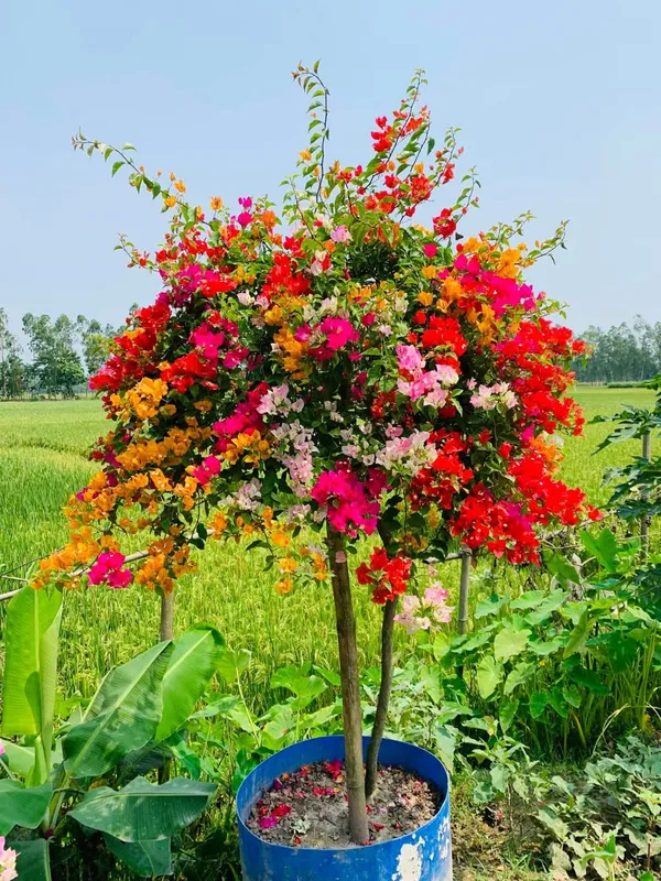 urbageecha Premium Multicoloured Bougainvillea Plant (2-2.5 Feet Height)  Price in India - Buy urbageecha Premium Multicoloured Bougainvillea Plant  ...