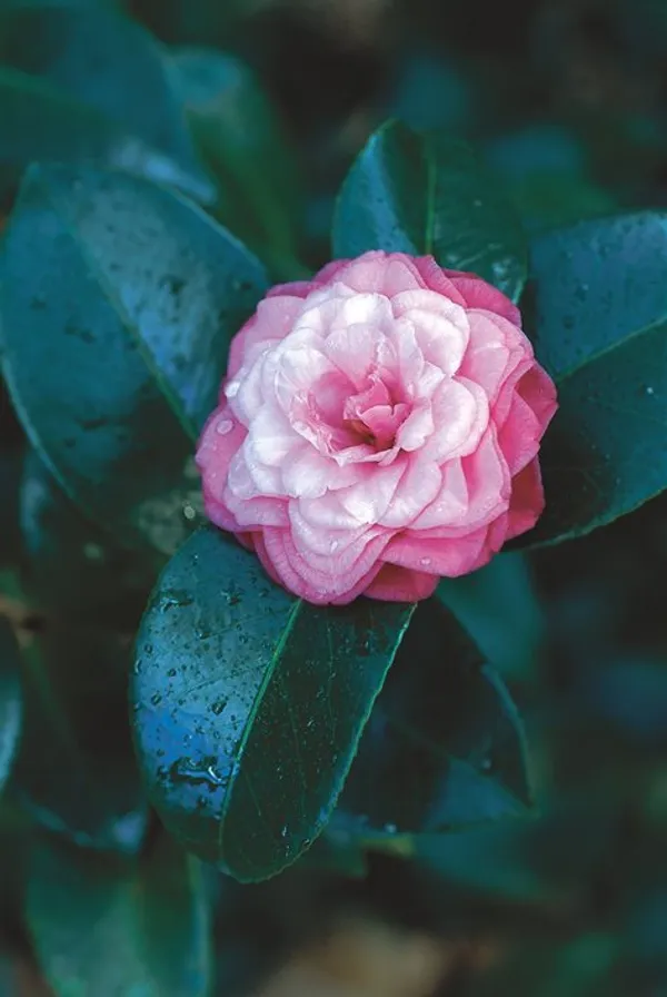 Multicolor_Camelia_Live_Plant