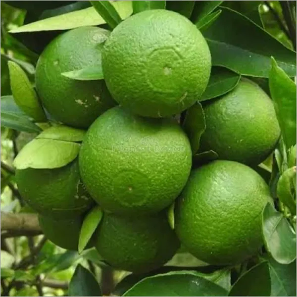 Malta_Plant_|_Grafted_And_Hybrid_Plants