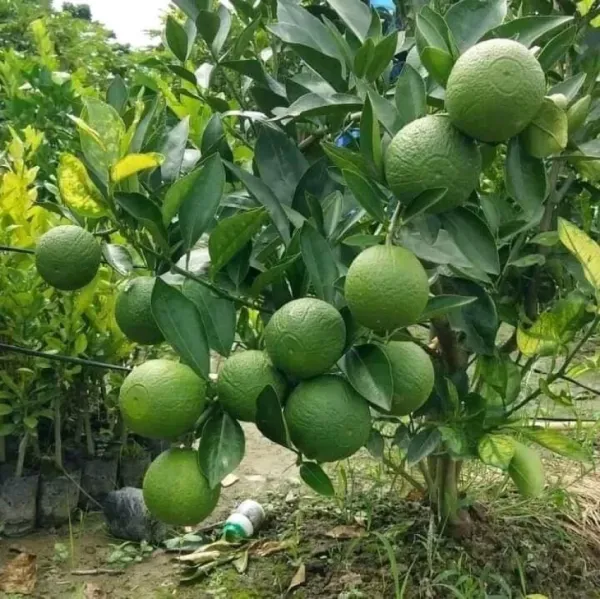 Malta_Plant_|_Grafted_And_Hybrid_Plants