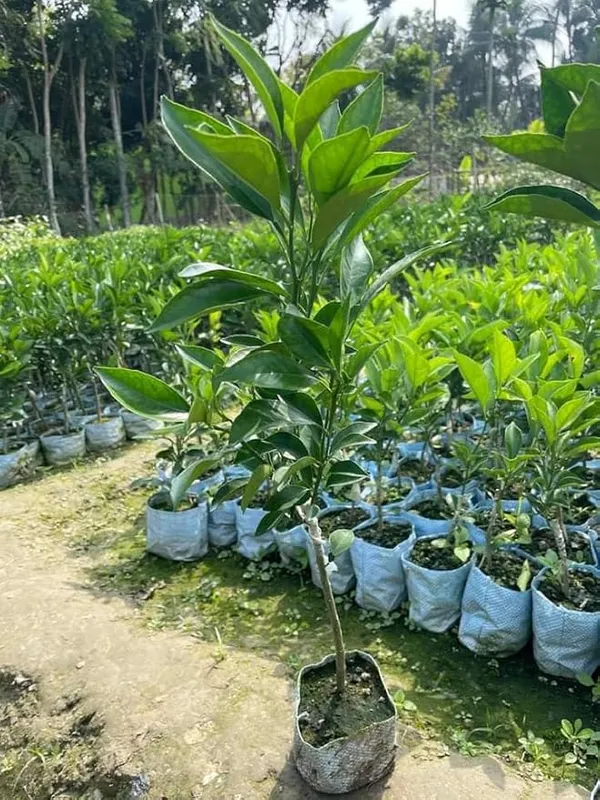 Pakistani_Malta_Plant_|_Grafted_And_Hybrid_Plants