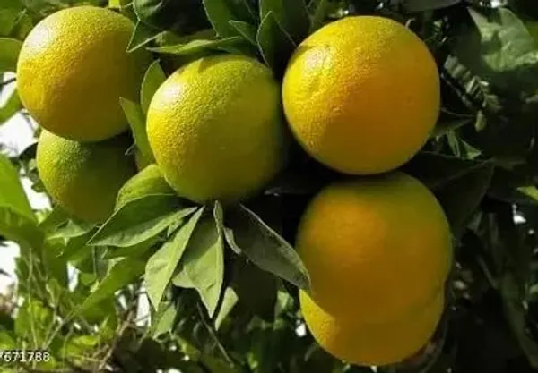 Pakistani_Malta_Plant_|_Grafted_And_Hybrid_Plants