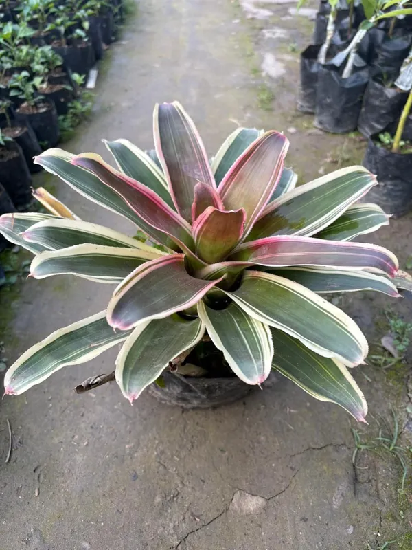 Neoregelia_Carolinae