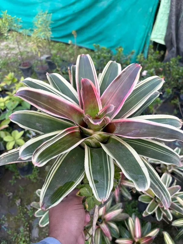 Neoregelia_Carolinae